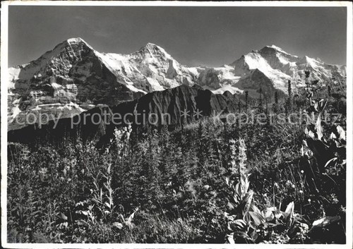 Schynige platte alpengarten - alpengarten,