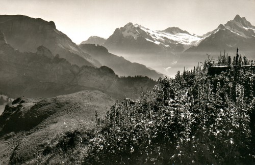 Alpengarten schynige - ak.,