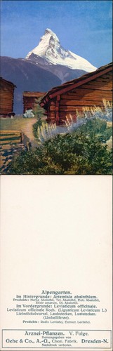 Alpengarten hintergrunde - alpengarten, im