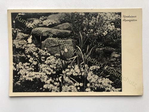 Pforzheim alpengarten 1938 - ak,